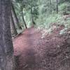 Wooded section of the Proctor Mountain Loop