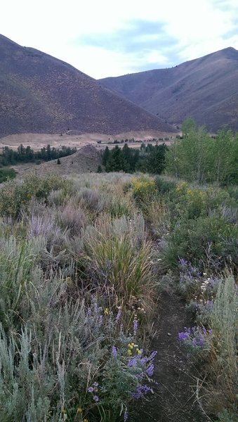 Wildflowers on the ridgeline