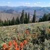 Abundant wildflowers on the Bald Mountain Trail