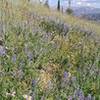 More wildflowers than you can shake a stick at