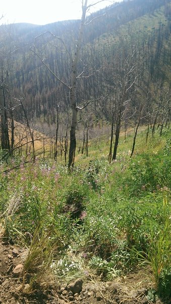 Wildflowers returning after the 2013 fire