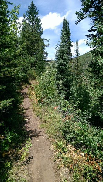 Easy, smooth surface on the Lower Village Trail