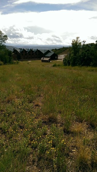 Wildflowers near the Jordanelle Gondola base area