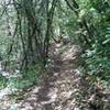 Scrub tree canopy lines the Upper Village Trail