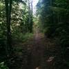 The woods feel surprisingly dense on the Pipeline Trail