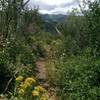 Views of Bald Mountain from the Outlook Trail