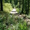 Wildflowers along the wooden path section