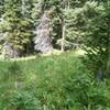 Tiny, sunny meadows near the top of Sunlight