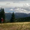 Summertime revegetation work at the top of Wildwood