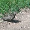 Tame ptarmigan near Vail's Ptarmigan trail