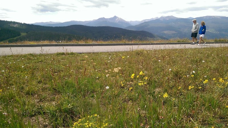 Strolling past wildflowers while admiring the views from Eagle's Loop