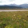 Strolling past wildflowers while admiring the views from Eagle's Loop