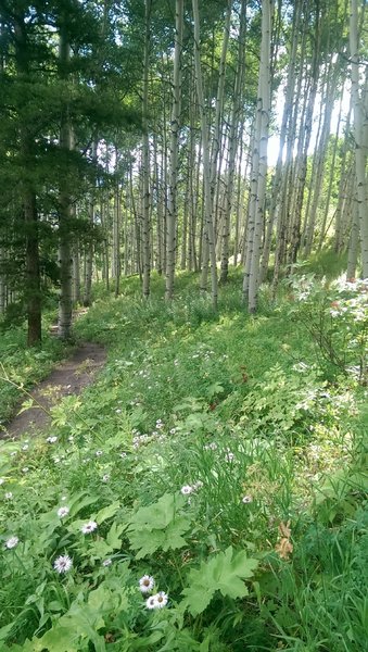 No shortage of wildflowers on this trail