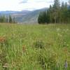 Fields of colorful wildflowers delight hikers