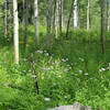 Aspen and flowers