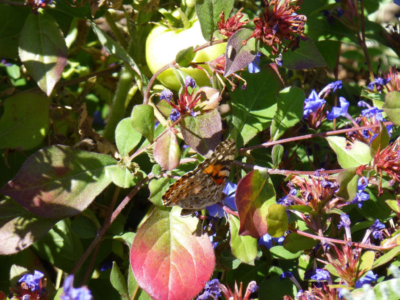 Wildflowers and butterflies are plentiful along portions of Mesa Trail during the spring and early summer months.