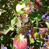 Wildflowers and butterflies are plentiful along portions of Mesa Trail during the spring and early summer months.