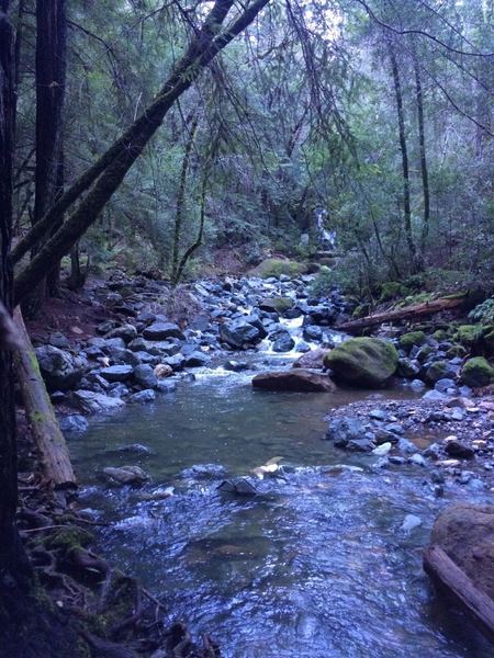 Nice bit of trail near Sonoma Creek