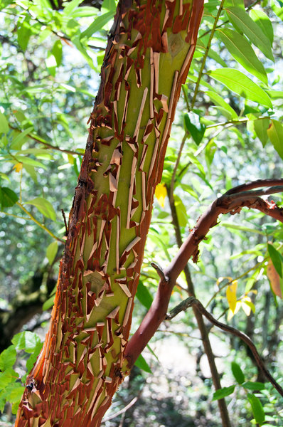 Pacific Madrone Arbutus Menziesii