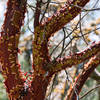 Common manzanita Arctostaphylos manzanita