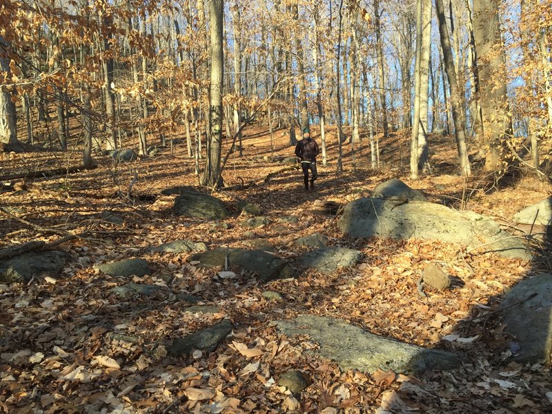 Heading down Green Trail - Red Maple Swamp in the Winter Sun.