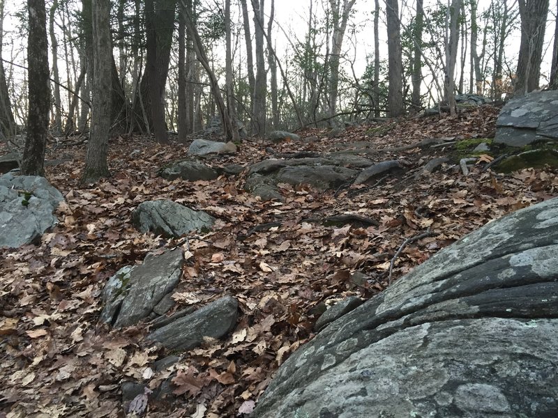 Great example of East Coast rocks on the Red Trail.