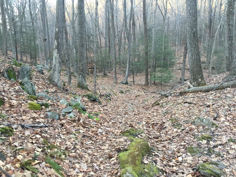 Quick descent heading north on Red Trail.