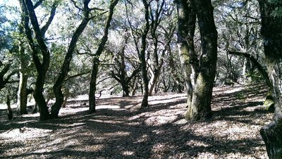 Wooded section provides welcome shade