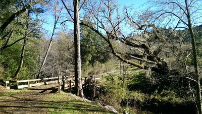 Heritage Tree and bridge near picnic tables