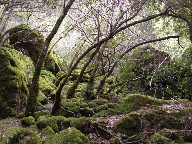 Amazingly green, cool scene for Sonoma County!