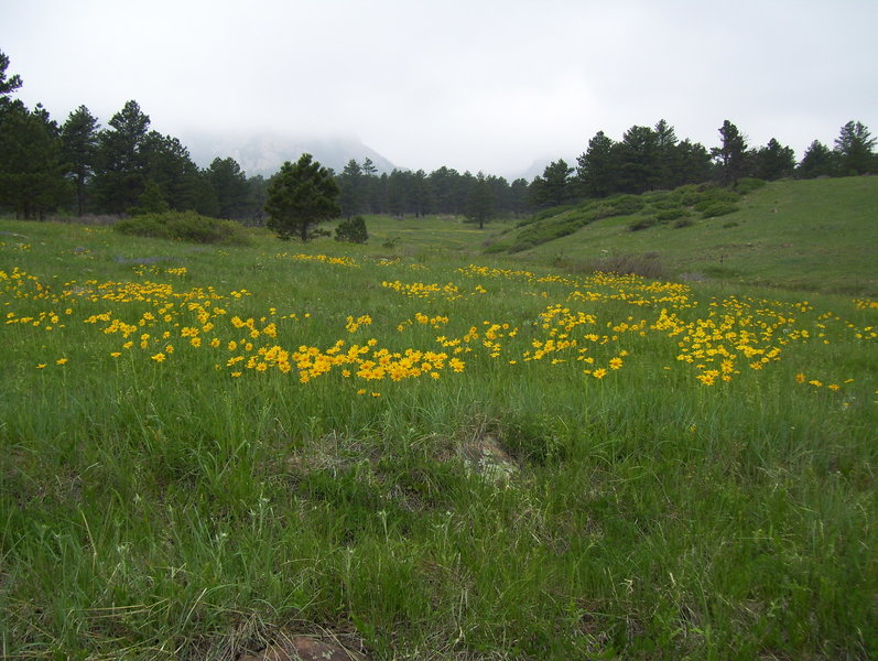 Shanahan Trail Yellow Daisies with permission from BoulderTraveler