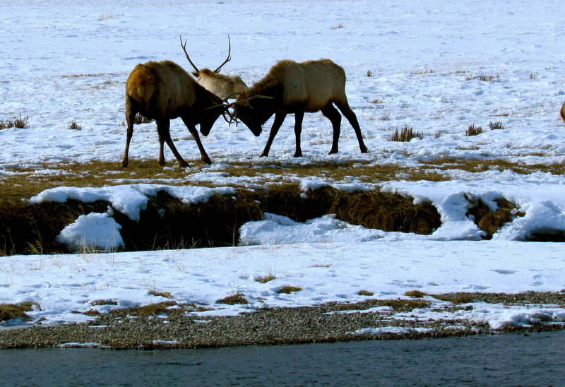 An elk battle on Granite Canyon.