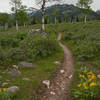 The Granite Canyon Trail with permission from Ralph Maughan