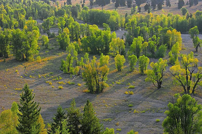 Autumn cottonwood trees. Pilgrim Creek. Grand Teton National Park with permission from Ralph Maughan