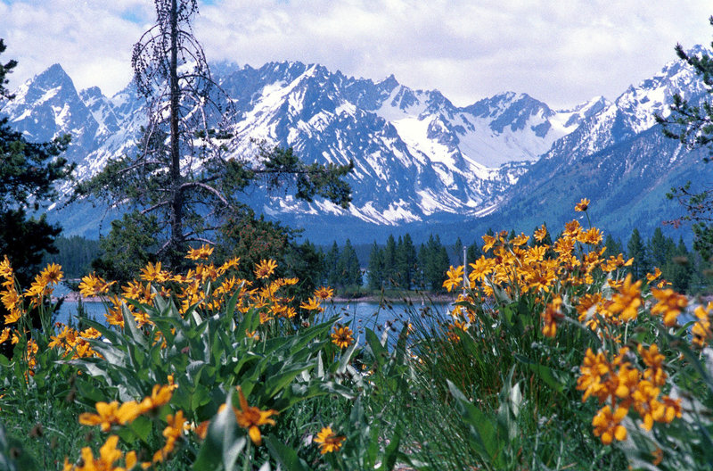 Wildflowers and mountains - typical Grand Teton