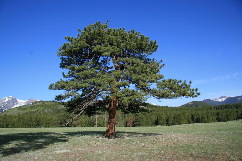 Tree in Glacier Basin Campground Meadow with permission from Richard Ryer