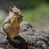 Ground squirrel in Rocky Mountain National Park