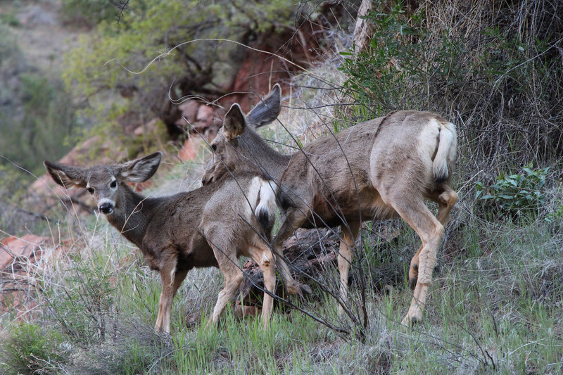 Deer along the trail to Emerald Pools.