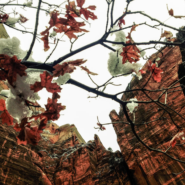 Winter in Zion.