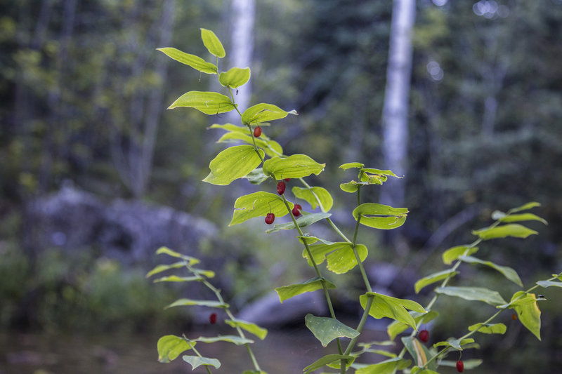 Solomon's Seal