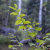 Solomon's Seal