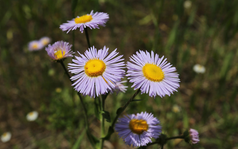 Three-Nerved Fleabane