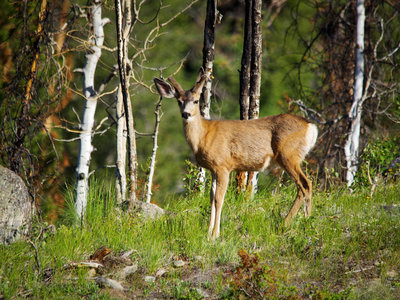 North Inlet Trail Hiking Trail, Grand Lake, Colorado