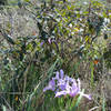 Iris & coffeeberry along the Coast Trail South