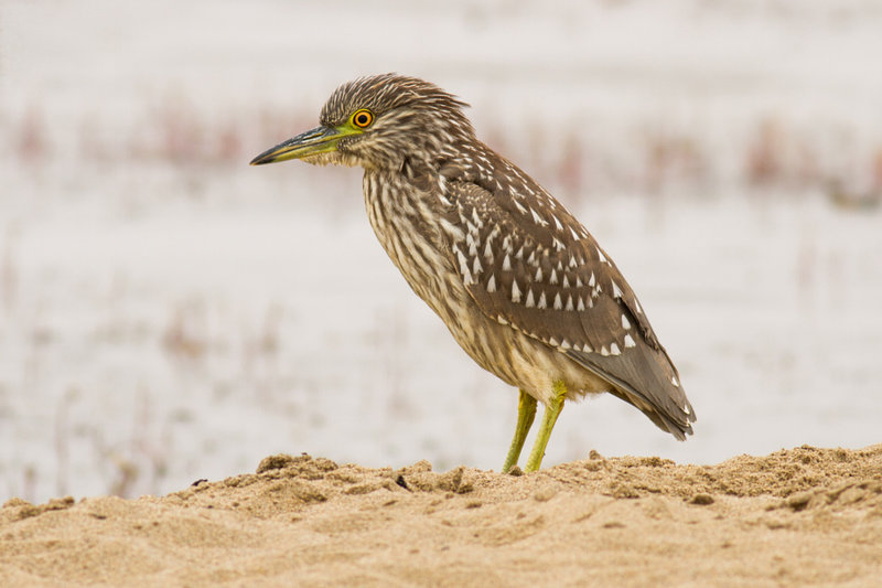 Bird watching at Abbotts Lagoon