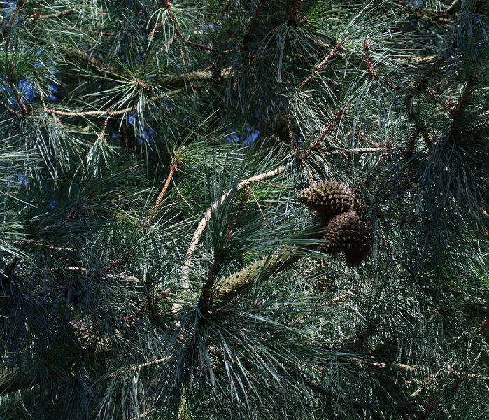 Pinus muricata (Bishop Pine)