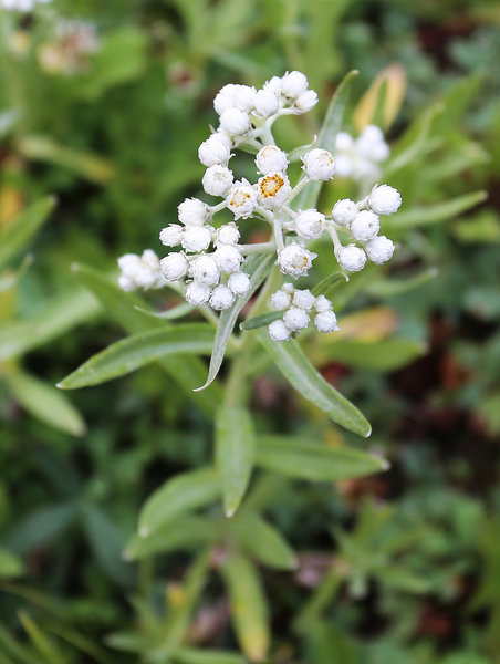 Pearly Everlasting