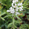 Pearly Everlasting