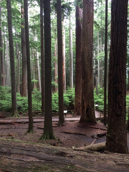 Hiking Mount Si