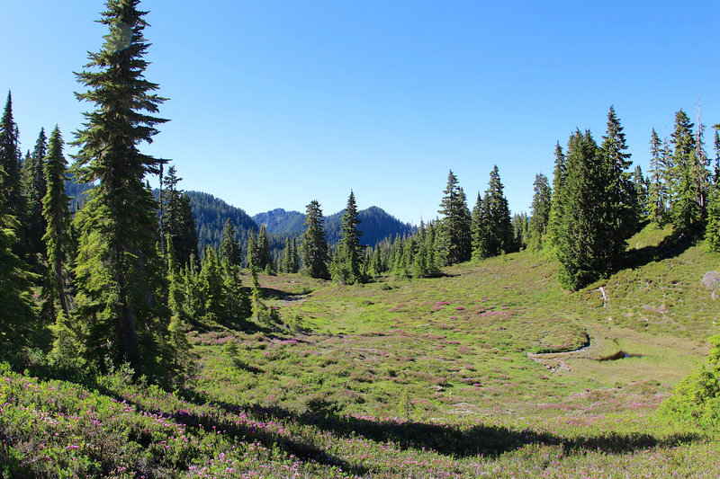 Little Flower Blooming in July- on High Divide Trail